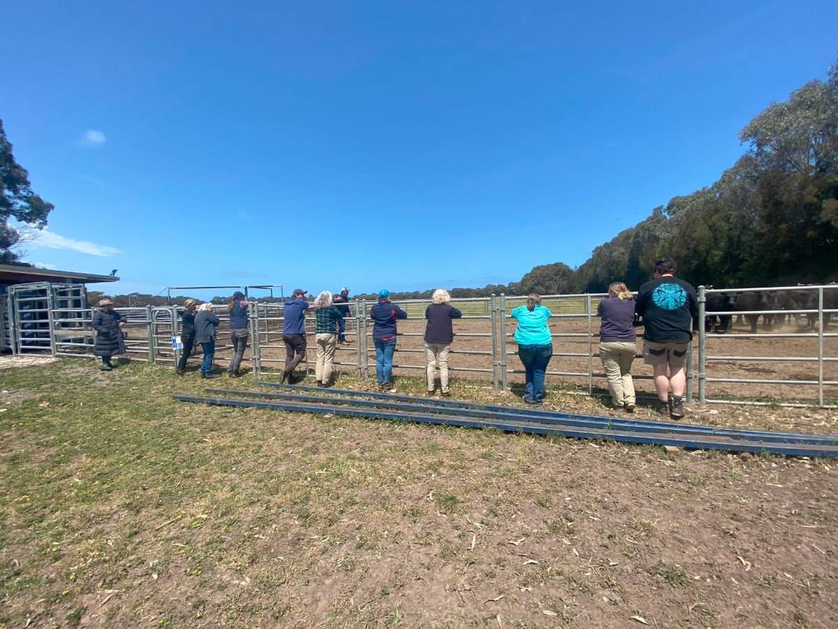 vffStockSense's tweet photo. Thank you for joining our Vaccinating &amp; Low Stress Handling #Workshop in Bellarine Peninsula! And to our speakers Dr Will and 
@jackbriscoe109 &amp; Knewleave Farm!

We hope you learnt something to help you on farm! 😊 

See you at our next one!
#vffstocksense https://t.co/Tx6aCSschI