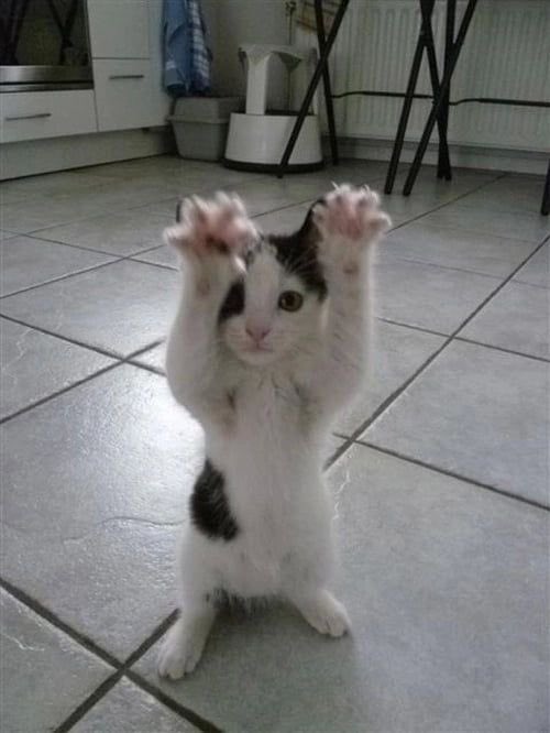 Hum_Blippo's tweet image. hhi u h 4..? nno eighb! !!