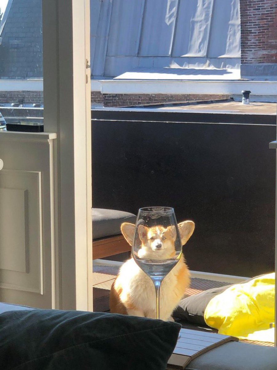 corgithread's tweet photo. The glass is empty 🍷#corgi #emptyglass https://t.co/0UEDT0vOyt