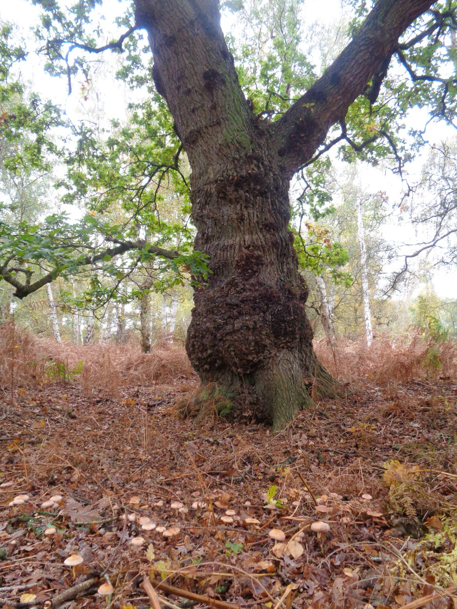 Good morning, have a lovely day everyone. Here's my contribution to #ThickTrunkTuesday with bonus fungi foreground🌳🍄