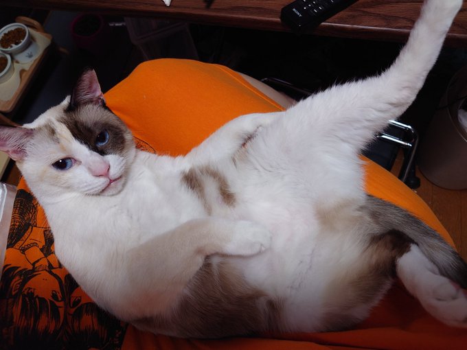 夏休みの宿題を直前になってからやり始めるタイプの女です (※荷造り終わってません) https://t.co/Qc4p35xbYi<a href="/tag/pr"class="tags"><span>#pr</span></a>