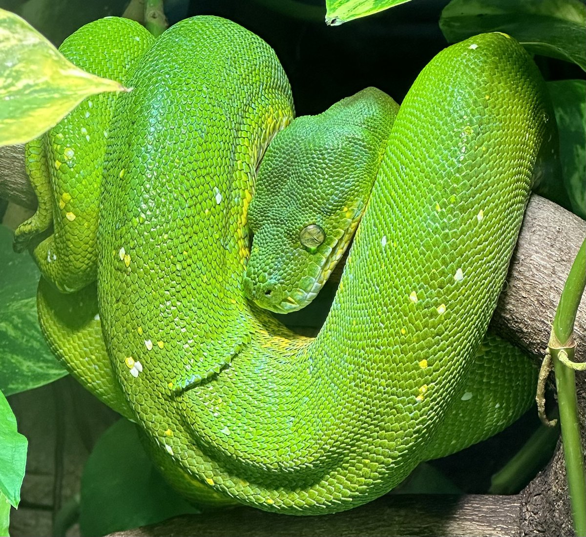 Grün grüner Schlange. 💚 #Zoo #Wuppertal #Baumpython