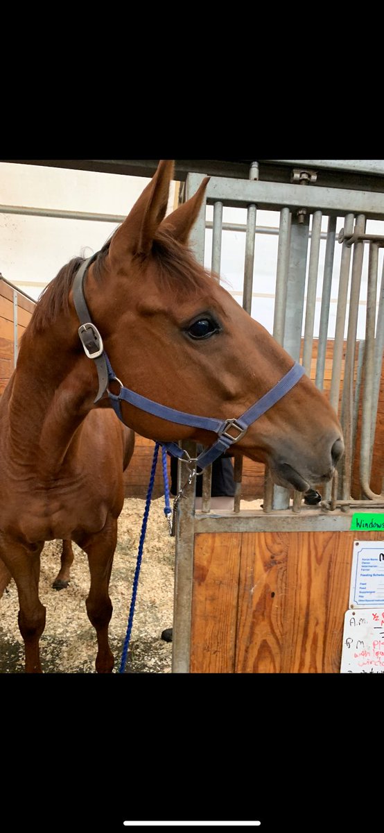 Say What?? Yep it’s true friends! I’m on my way to my forever home🧡IT’S MANDATORY our time together is done- your new mama can’t wait to meet you🥰Be a good boy-I’ll love you forever🧡#WhyWeDoWhatWeDo #OTTB #Manny