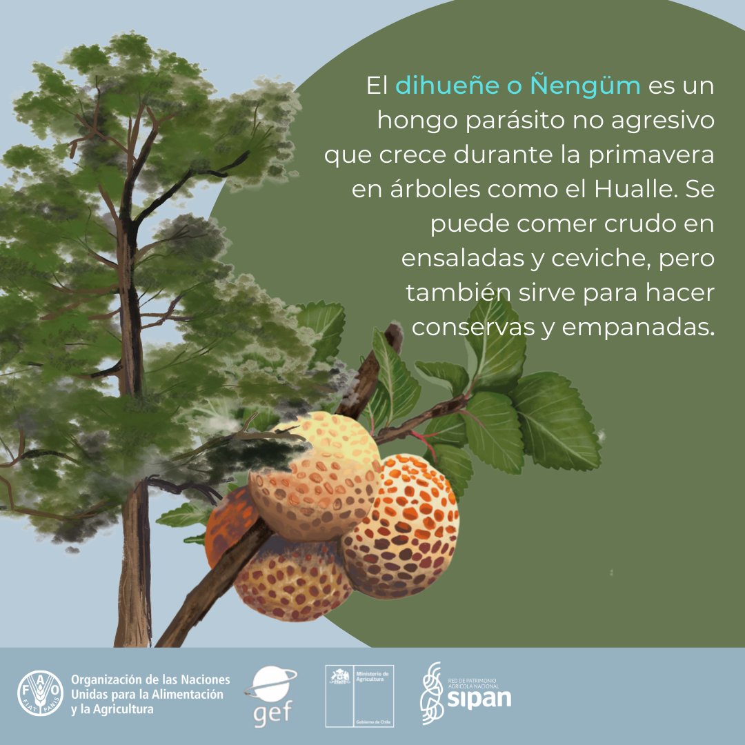 FAO Chile tweet media