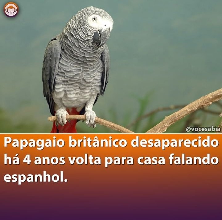 Companion mais fraco de Doctor Who