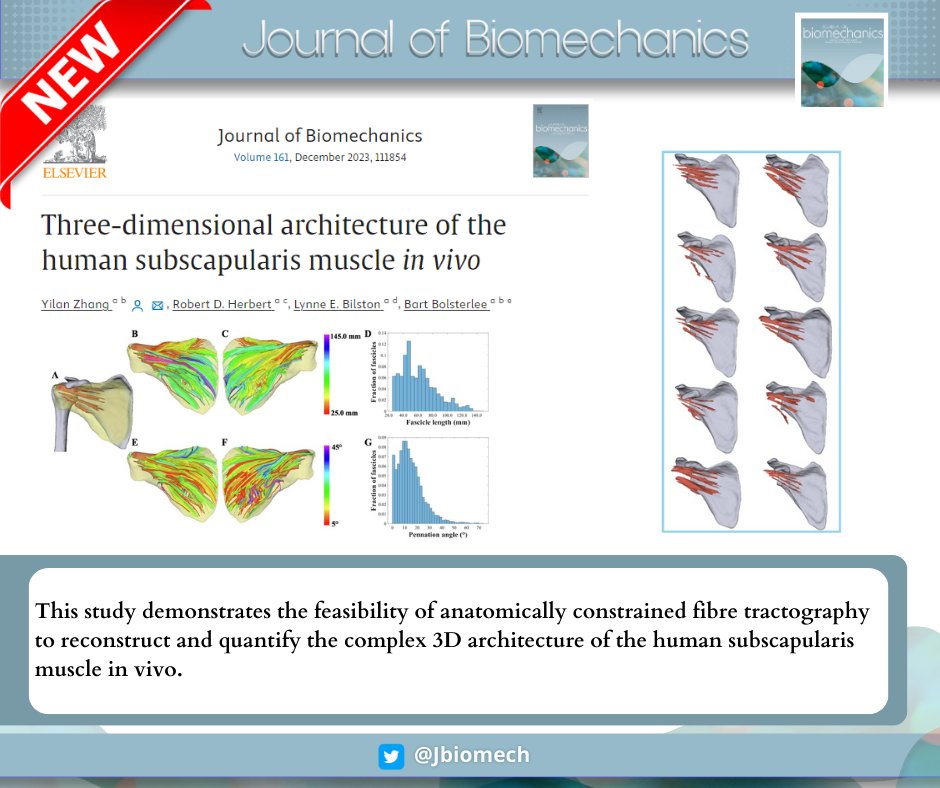 New publication using anatomically constrained fiber tractography to measure the 3D architecture of the human subscapularis muscle in vivo. Valuable insights into muscle function and modeling. Check it out!

#biomechanics
#journalofbiomechanics

doi.org/10.1016/j.jbio…