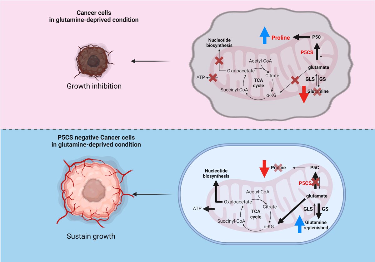 I am really happy to share that our latest study was published today in Nature Metabolism! We discovered a new way by which cancer cells can adapt to proliferate under glutamine restricted conditions. Amazing work Sam and Tiz!!!! nature.com/articles/s4225…