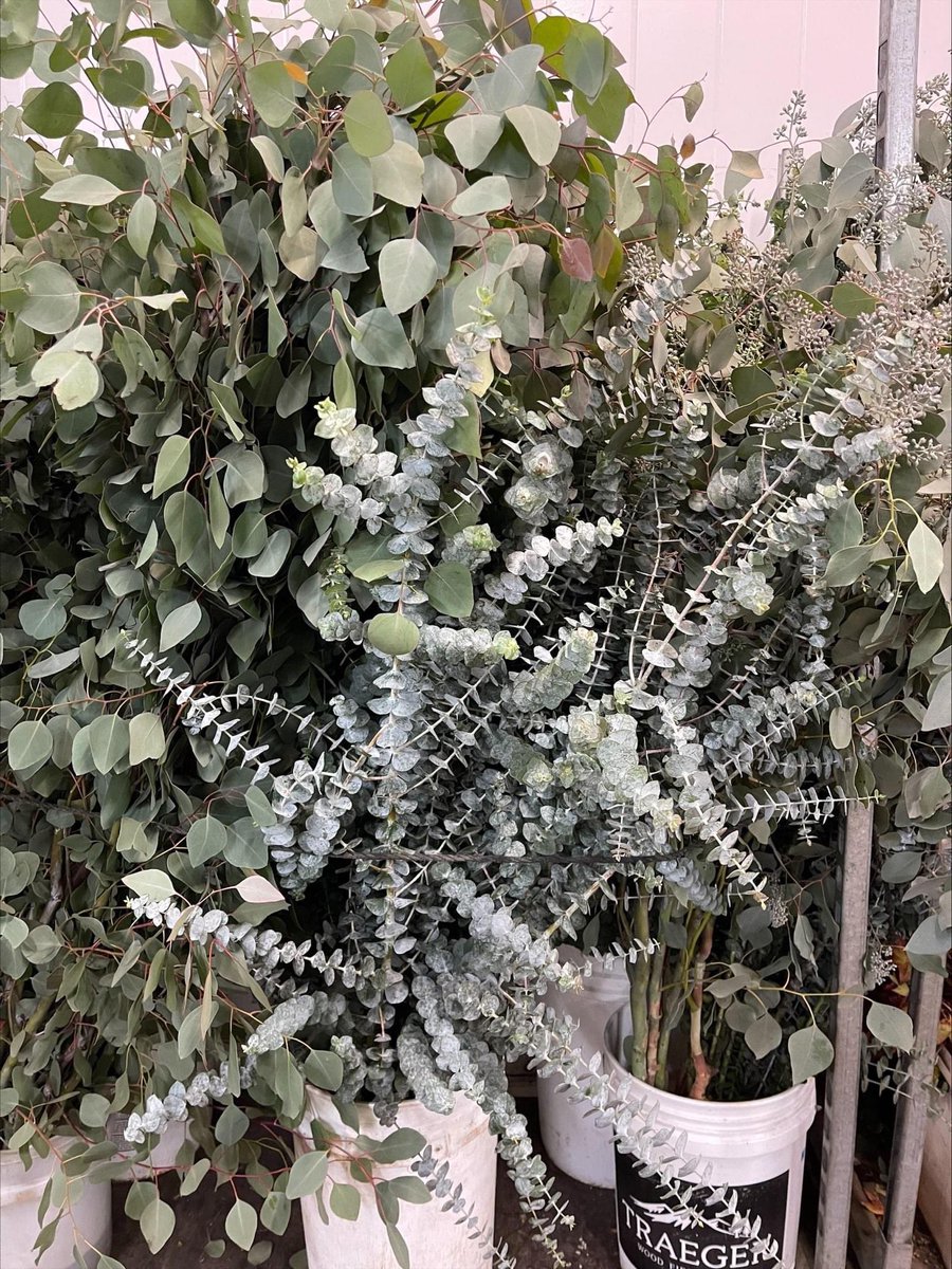 Plenty eucs  in full production! 
Bulk bunches on hand daily🤩
This can also be PRE-ORDERED in either wreaths or garlands.

#888camflor #cagrown #certifiedamericangrown #americangrownfoliage #growershipper #holidayseasonishere #OriginMatters #eucalyptus #customwreaths #garlands