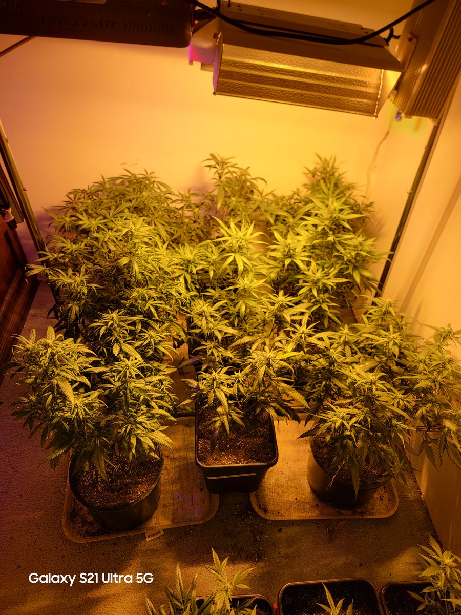 CannaFied tweet media