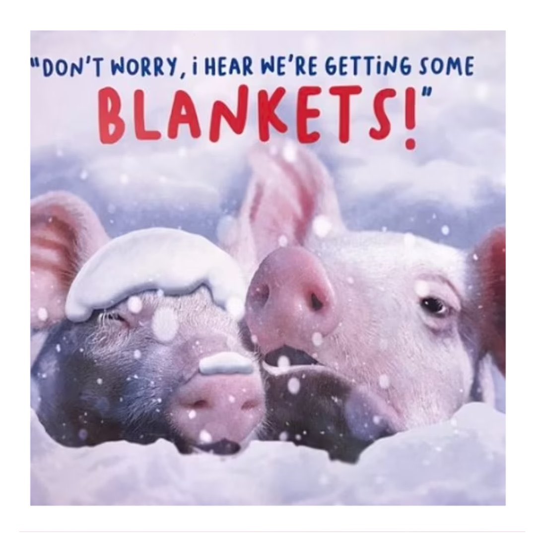 Whoever is advising Sainsbury’s on their Christmas advertising campaign needs their head examining. Celebrating the cruelty of the intensive pig farming industry in this way is awful @sainsburys @TheVeganSociety