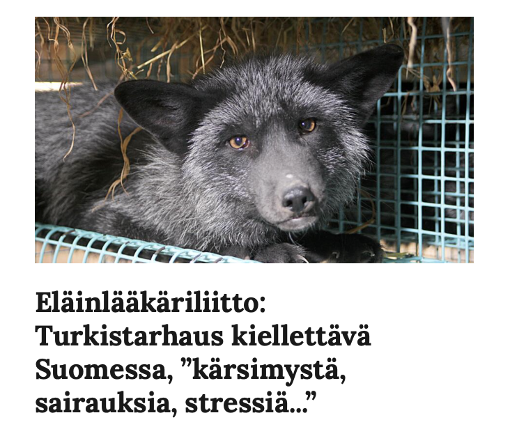 tarhauskielto's tweet photo. Suomen Eläinlääkäriliitto on julkaissut voimakkaan kannanoton, jossa se vaatii turkiseläinten häkkikasvatuksen kieltämistä mahdollisimman lyhyellä aikataululla. Kannanotossa esitetään myös tarhaajien tukemista muutoksessa. Kiitos, @elainlaakarilto! 

➤ https://t.co/hbtAJkkmsa https://t.co/yStOZoSY64