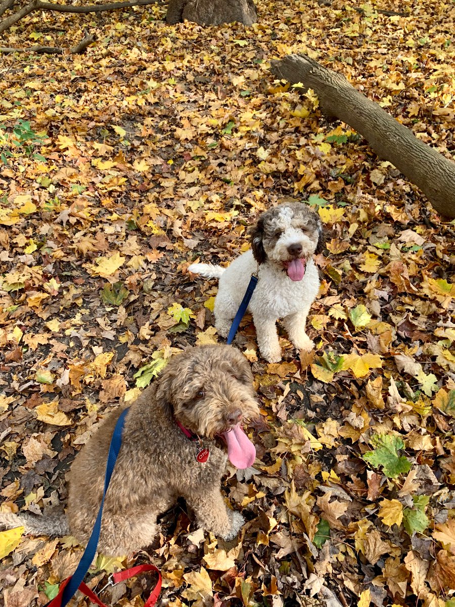 Happy dogs enjoying a good crunchy leaf underfoot on our fall walks 🍁🍂