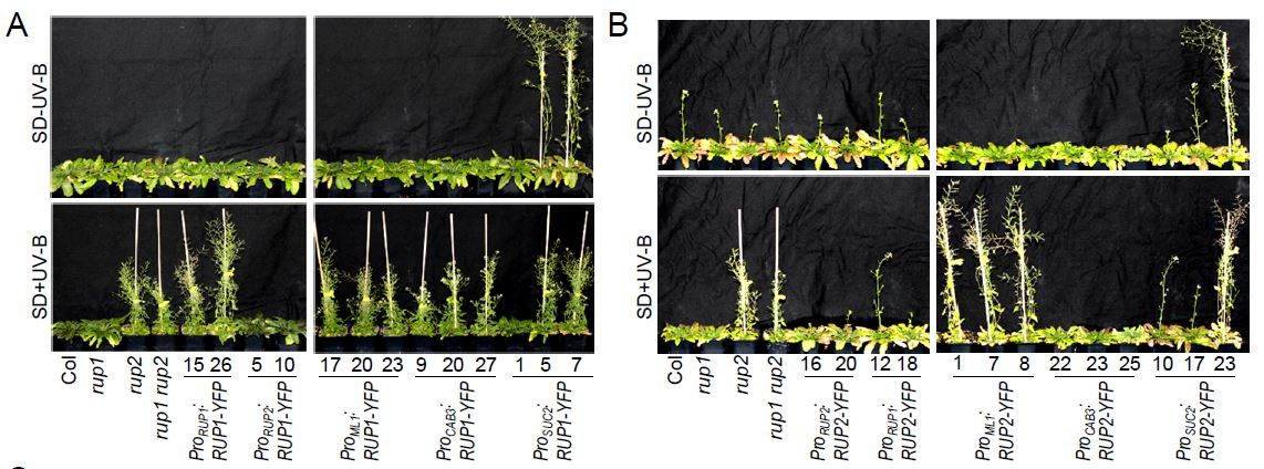 Functional divergence of Arabidopsis REPRESSOR OF UV-B PHOTOMORPHOGENESIS 1 and 2 in repression of flowering (Song Chen, Roman Podolec, Adriana B Arongaus, Christelle Fuchs, Sylvain Loubéry, Emilie Demarsy, Roman Ulm) buff.ly/3QtLMXi <a href="/roman_ulm/">Roman Ulm</a> <a href="/arongaus/">Adriana Arongaus</a> <a href="/ASPB/">ASPB</a> #PlantSci