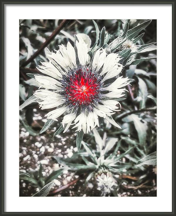 Red Noir Knapweed Blossom. Art Prints and gift Ideas marco-sales.pixels.com/featured/red-n… 📷 #flowers #blossom #photography #photo #prints #art #wallart #giftideas #gifts #BuyIntoArt