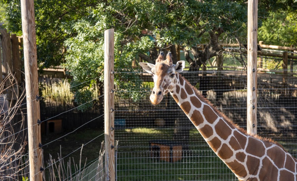 🤠 Experience the charm of Texas at Silo RV Resort in Abilene! 🦒 Explore nearby museums, the zoo, wineries, and more. Hurry, Silo RV Resort is offering special rates as they put the finishing touches on their haven! #texasgetaways #campspot 

📍 👉  t.ly/D3iFI