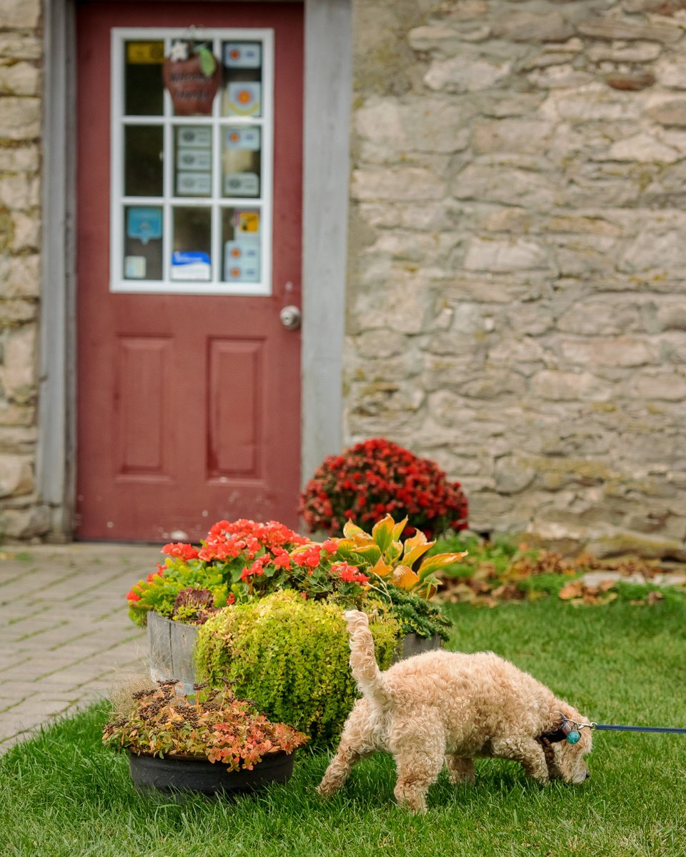 County Cider Company tweet media