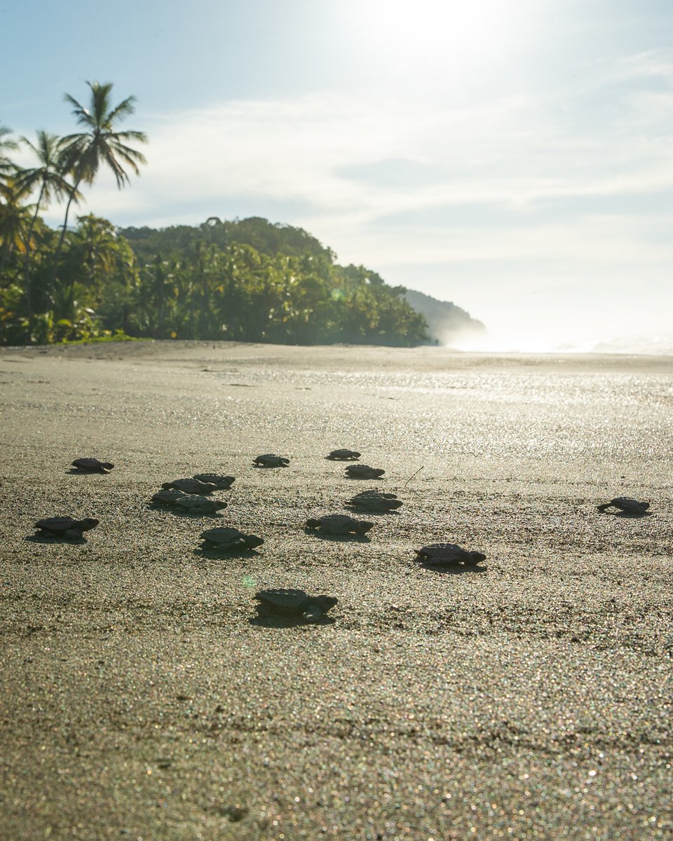 ExploreCookson's tweet image. Costa Rica comes into its own over the festive period.

On past trips, we’ve taken guests by heli to take on tree climbing and abseiling in the jungle, brought in conservation experts for turtle hatching and facilitated world-class scuba diving experiences on the coast.