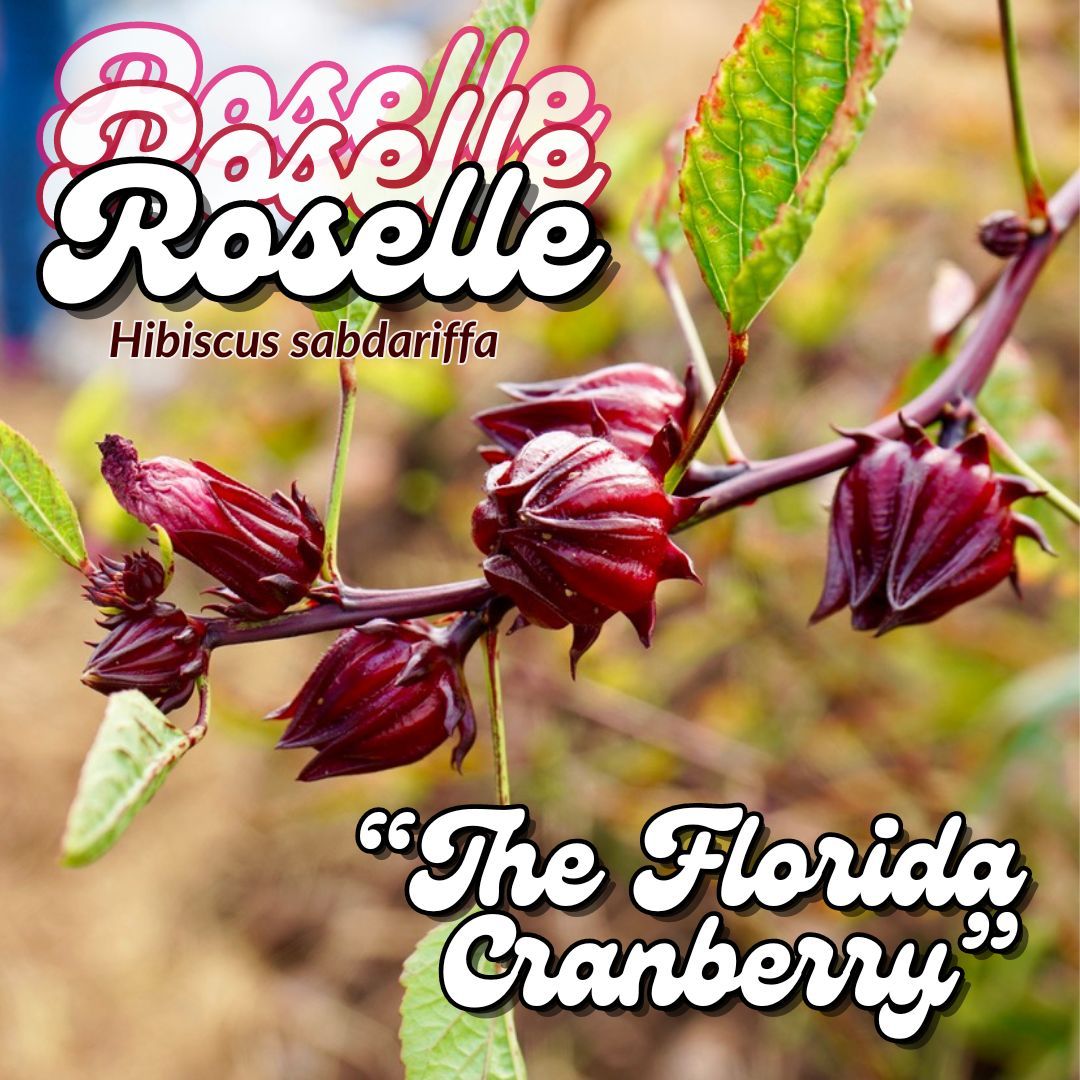 fleetfarming's tweet photo. As the season of holiday cooking grows closer, it's time to talk about a Florida fall staple—roselle, a.k.a. Jamaican sorrel! 🌺 https://t.co/X6IX7MpD5U