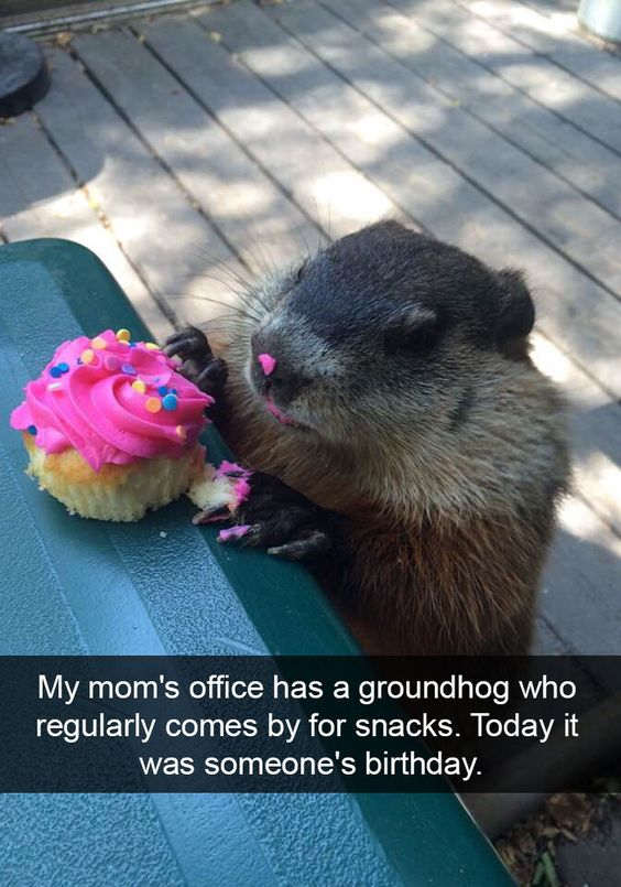 WholesomeMeme's tweet photo. https://t.co/11bheGs4K8