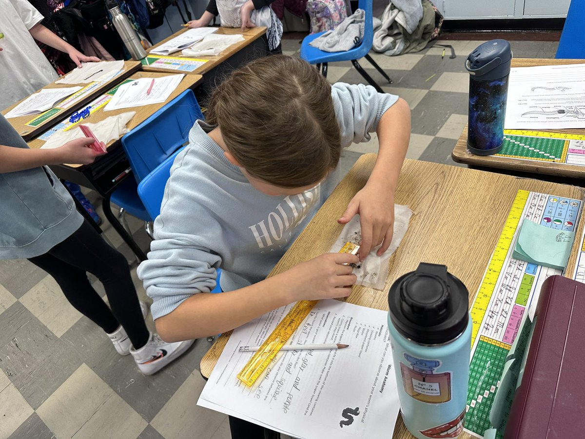 Round 2 with our Wiggly Lab! Great questions being asked… How do I measure something that changes sizes? Does the size of the worm determine age? Why does the top feel different from the bottom? 
<a href="/MrsJVMiller/">Jennifer Miller</a> <a href="/KnowingScience/">The State of Knowing</a> #worms #wigglyfun