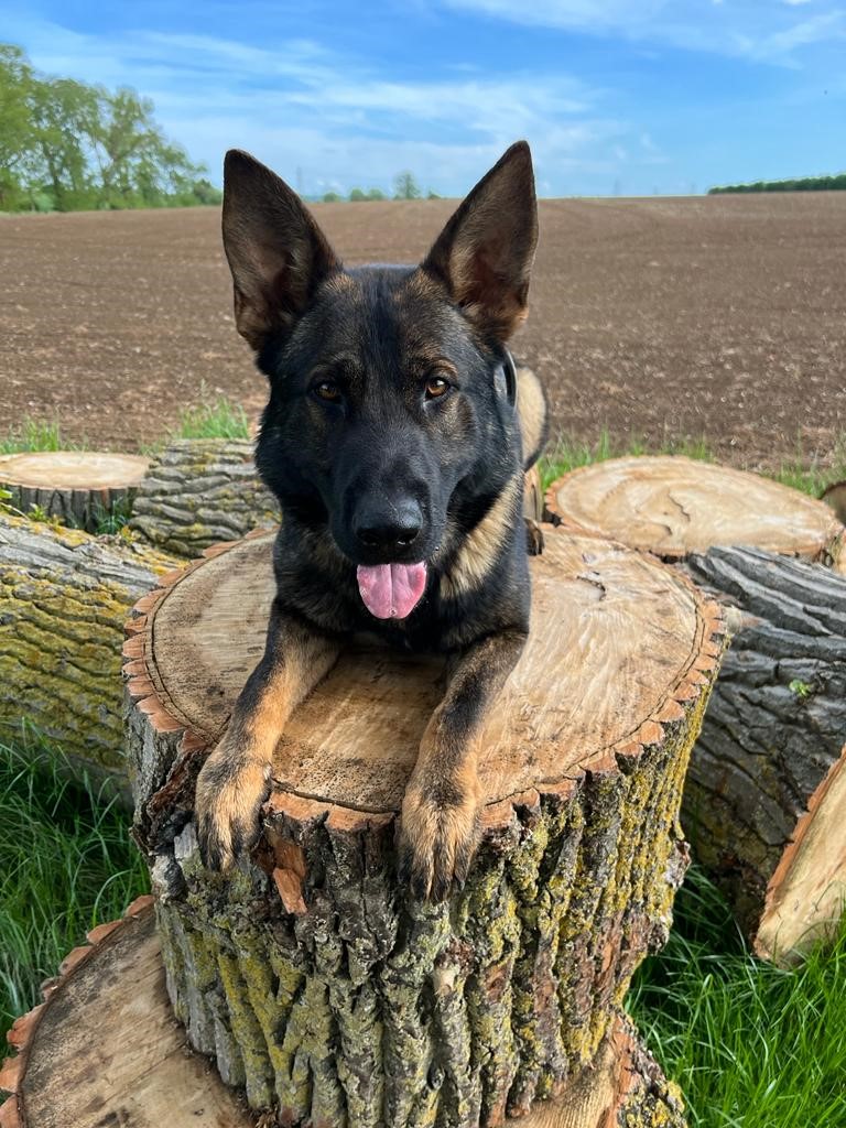 PD Max had a busy shift locating a man in #Harlow who had run off from a stolen car-man arrested suspicion of Theft of Motor Vehicle and Burglary. Later on at a different job, Max helped ensure another run away man stopped and stayed put-arrested suspicion Theft of Motor Vehicle