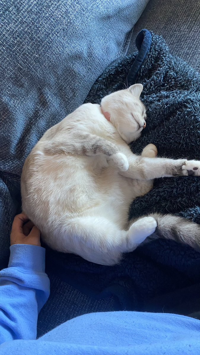 ttalgitit's tweet image. i’m sorry y’all couldn’t have the silliest little cat bc she lives with us!!! 😊😊