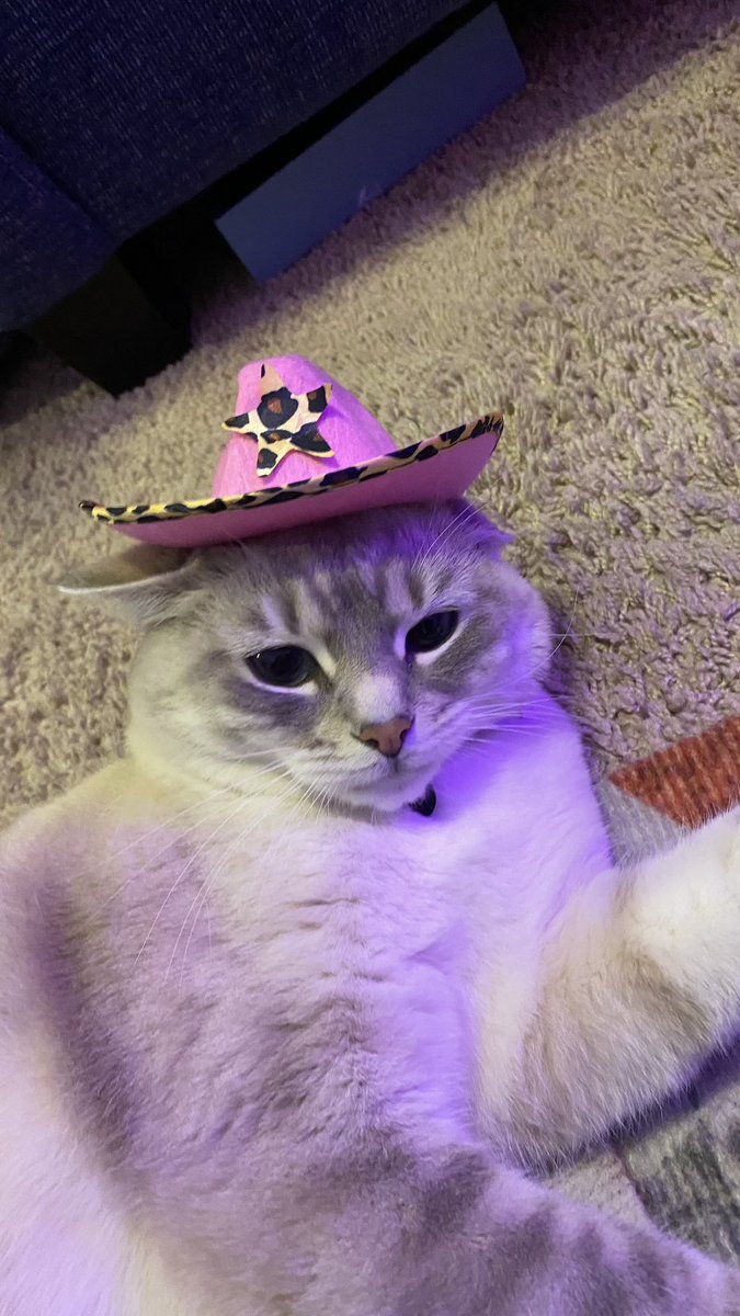 ttalgitit's tweet image. i’m sorry y’all couldn’t have the silliest little cat bc she lives with us!!! 😊😊