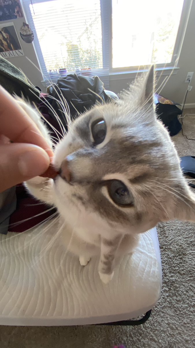 ttalgitit's tweet image. i’m sorry y’all couldn’t have the silliest little cat bc she lives with us!!! 😊😊