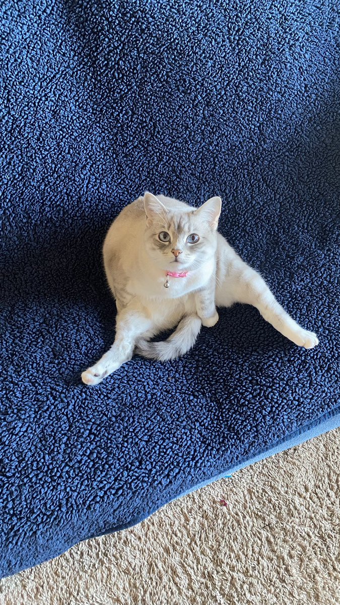 ttalgitit's tweet image. i’m sorry y’all couldn’t have the silliest little cat bc she lives with us!!! 😊😊