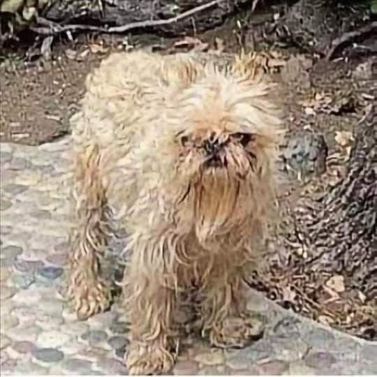 cristiangutier_'s tweet image. Hoy amanecí como el perro de Maribel Guardia