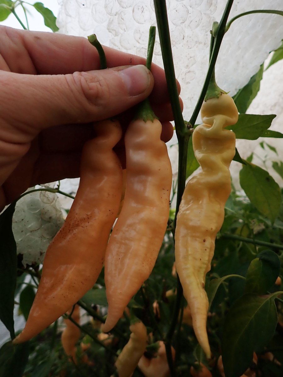 ChilliFowler's tweet image. Nice big Sugar Rush Peach 'improved size'; pods in the polytunnel where all SRP originated from 🏴󠁧󠁢󠁷󠁬󠁳󠁿🔥🌶️

welshdragonchilli.weebly.com