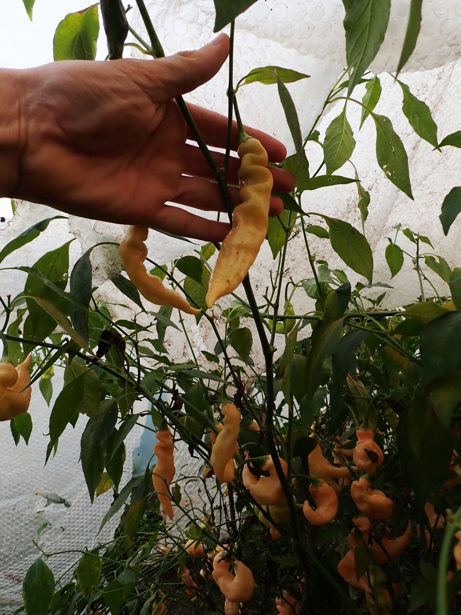 Nice big Sugar Rush Peach 'improved size'; pods in the polytunnel where all SRP originated from 🏴󠁧󠁢󠁷󠁬󠁳󠁿🔥🌶️

welshdragonchilli.weebly.com