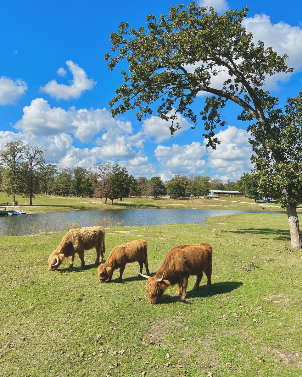 📍Leona, TX

#RocknRowdyRanch #TexasRanch #VacationRental #LinkInBio #FarmStay #FamilyVacation #Travel #Vacation #VisitTexas #TravelTexas #RanchHouse #Houston #Dallas
#RanchVacationRental #TexasGetaway #FamilyFriendlyAccommodation #CountryRetreat #RusticCabinStay #RanchHouse