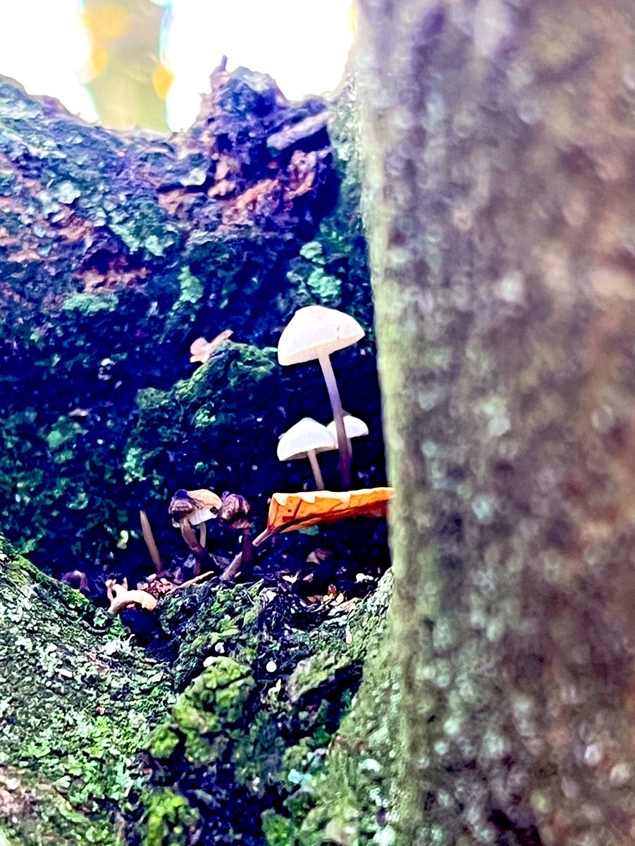 camp_curiosity's tweet image. Favourite pic of the day. Some of the yr1 girls noticed these beautiful little mushrooms growing in the tree, magnifying glass in hand theh went on their tiptoes to look at it and then show me. Beautiful. @Daresburyschool #outdooredchat #outdoorlearning