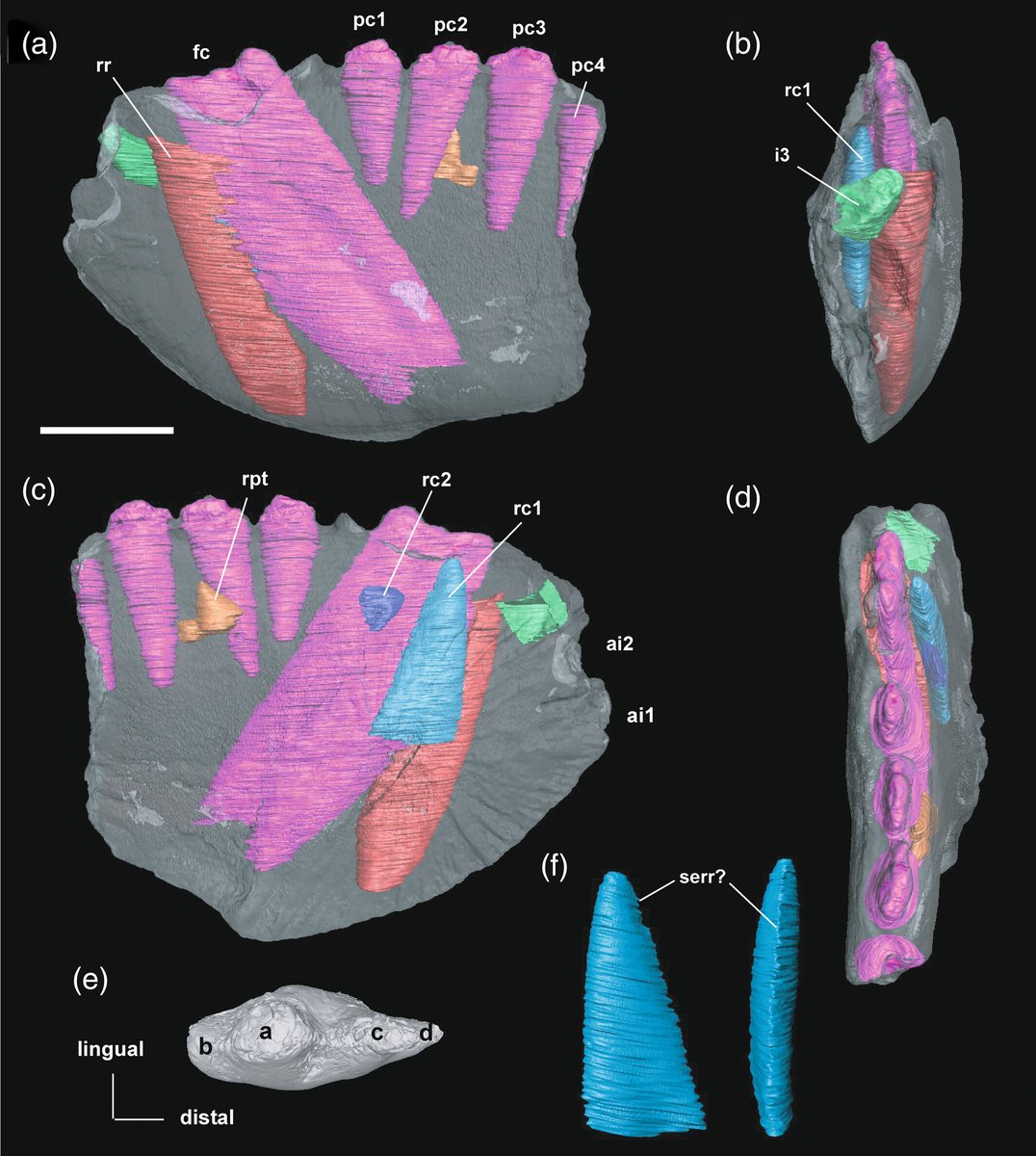 MicroCT scans reveal insights into the tooth replacement pattern of the enigmatic Charruodon tetracuspidatus, a #Triassic #cynodont. Early ontogenetic stage hints at potential taxonomic mysteries! New research by Carolina Hoffmann et al.:
doi.org/10.1002/ar.253…