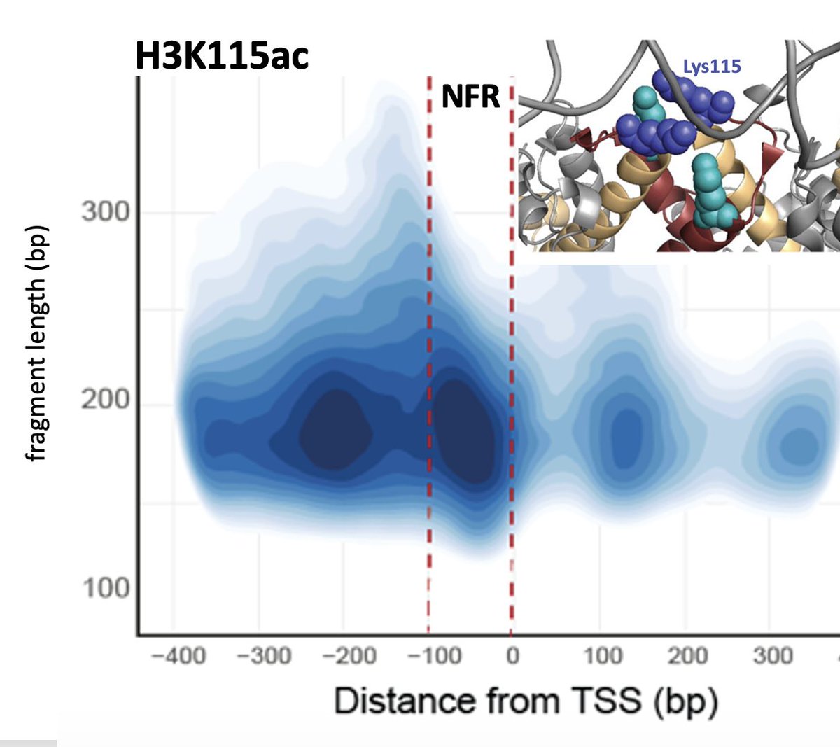 Acetylation of H3K115 at the nucleosome dyad is associated with fragile nucleosomes at active regulatory sites. Lovely work from @yatendra_bio @djmbio @RobertIllingwo7 @EliasFriman @mrc_hgu @EdinUni_IGC biorxiv.org/content/10.110…