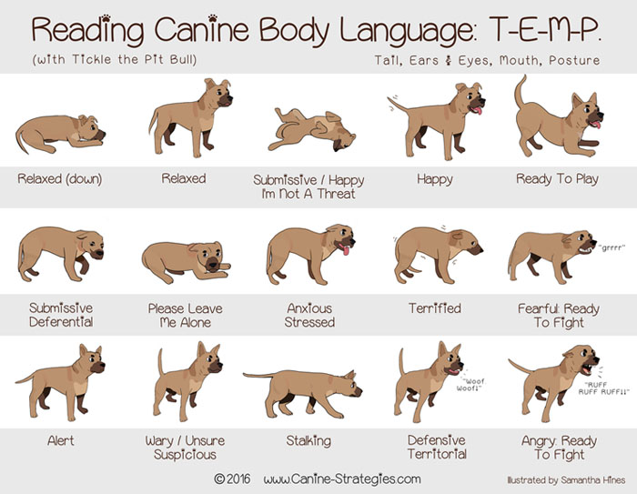 DogBesties's tweet image. Dogs may not be able to talk to us, but they are still able to communicate effectively through their body language. It is very important to understand dog body language and whether a dog looks comfortable with you. #dogbodylanguage #dogcommunication @dog_feelings @TheDogDaily