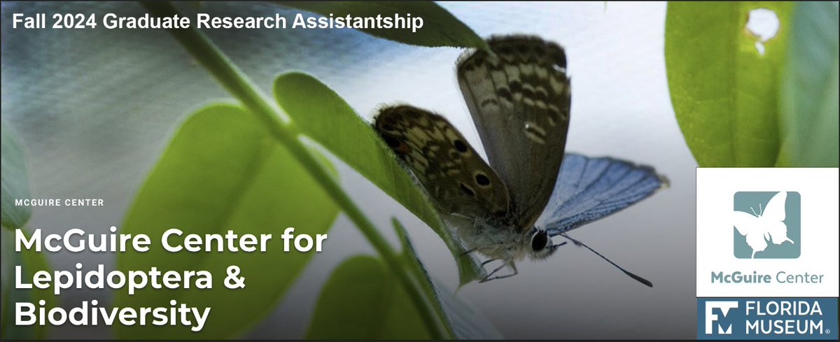 Interested in graduate research? The #McGuireCenter
<a href="/FloridaMuseum/">Florida Museum</a> is accepting a prospective graduate  student to study butterflies/moths <a href="/UF/">FLORIDA</a>. The MGCL will provide a 2 yr Graduate Assistantship to the successful candidate, starting Fall '24. Due 12/15. tinyurl.com/26bakhz5