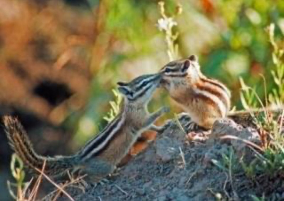 Just in case you needed a break from the crazy today, here's a little kiss.