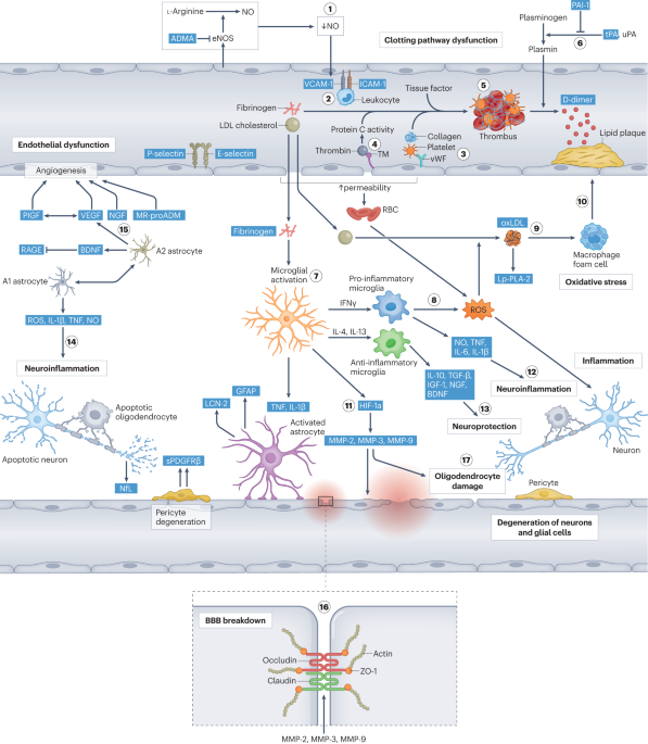 New online! Molecular biomarkers for vascular cognitive impairment and dementia go.nature.com/46aT4Fl
