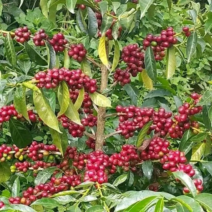 RightCohen's tweet photo. Coffee is the main cash crop grown in Uganda.
#Question: What is the main cash crop that is grown in your country or state???

Comment, Like and Repost.
#LetsFarmTogether https://t.co/QWrFnfiA8c