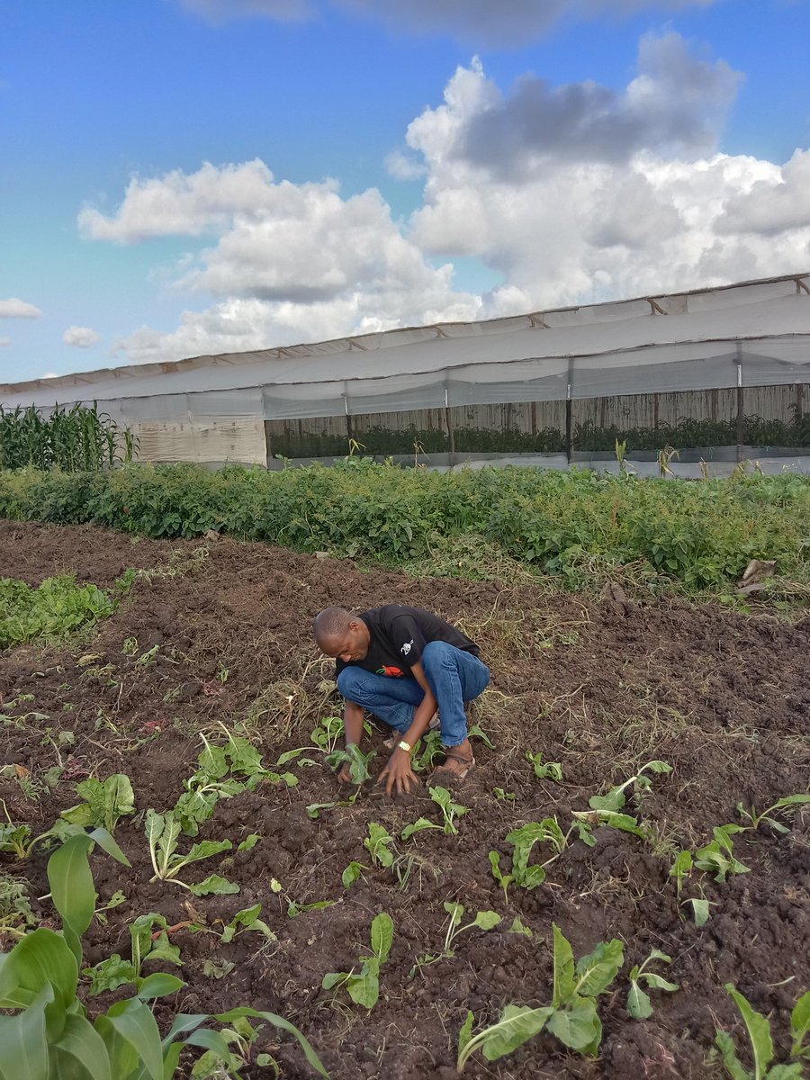 shadrackagaki's tweet photo. As Kenya marked a tree-planting holiday, I had an opportunity to participate in planting vegetables. Using a #SystemApproach, we must see the role #water plays in #FoodSystem as we seek to address #ClimateChange by enhancing #Adaptation while #mitigating emissions. @FAO @WFP @WHO https://t.co/hUAAemTqYP