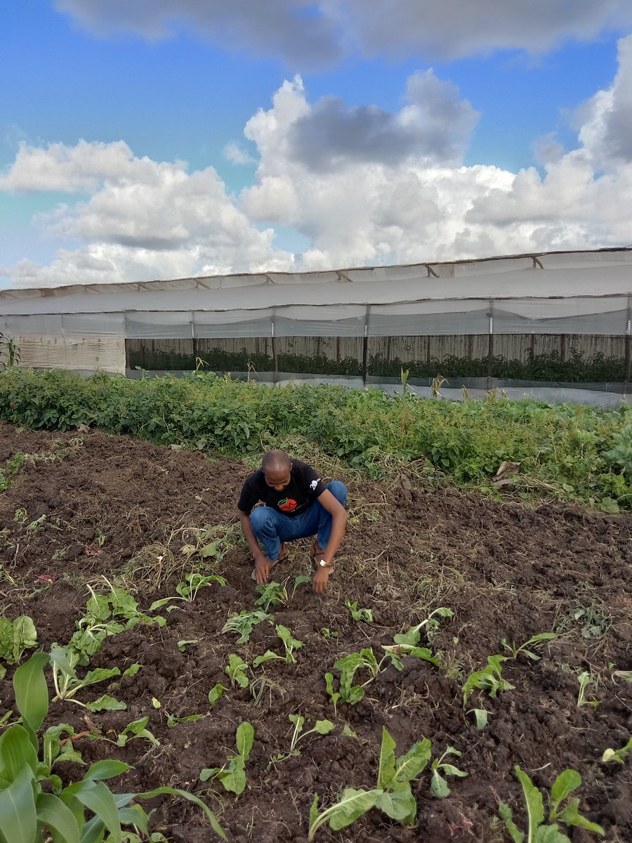 shadrackagaki's tweet photo. As Kenya marked a tree-planting holiday, I had an opportunity to participate in planting vegetables. Using a #SystemApproach, we must see the role #water plays in #FoodSystem as we seek to address #ClimateChange by enhancing #Adaptation while #mitigating emissions. @FAO @WFP @WHO https://t.co/hUAAemTqYP