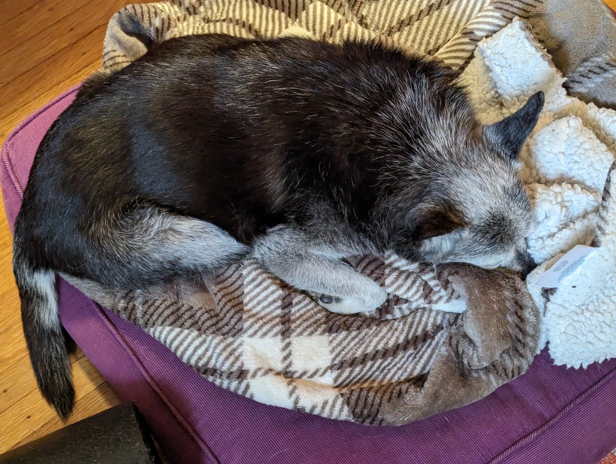 MilesSleeping's tweet photo. https://t.co/43BpWhyIbl