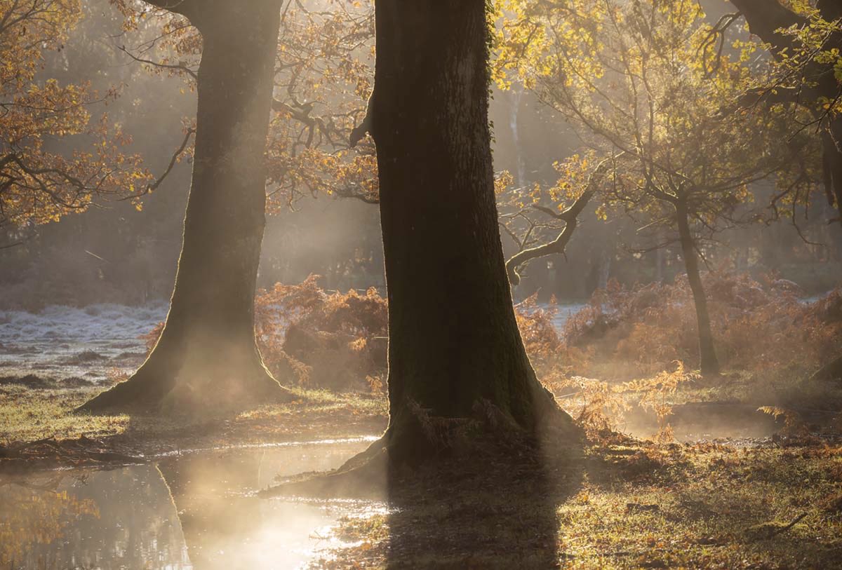 PaulHaynesPhoto's tweet image. From Saturdays wander in a quiet corner of the woods..

#NewForest