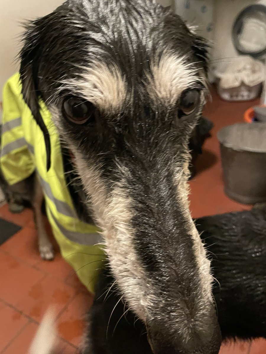The indignity of a very wet dog walk! I made my feelings intensely clear by sitting down at every possible opportunity ! #Cumbria #houndsoftwitter
