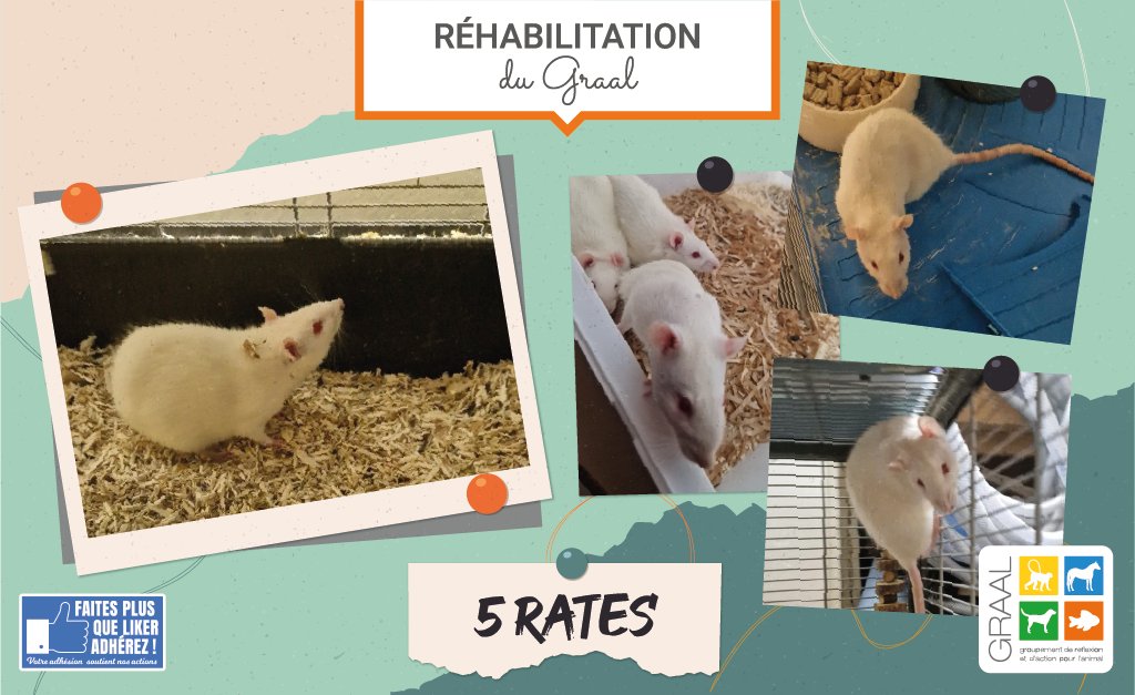 [#REHABILITATION ] 
Nées en juillet 2023, 5 #rats ♀️ très sociables, ont été accueillies par notre partenaire Le #refuge de Jade (95) et recherchent leurs futurs adoptants !
Infos:
📧 lerefugedejade@gmail.com
☎️ 06 75 77 76 43

#rescuepet #graal #protectionanimale #animauxdelabo