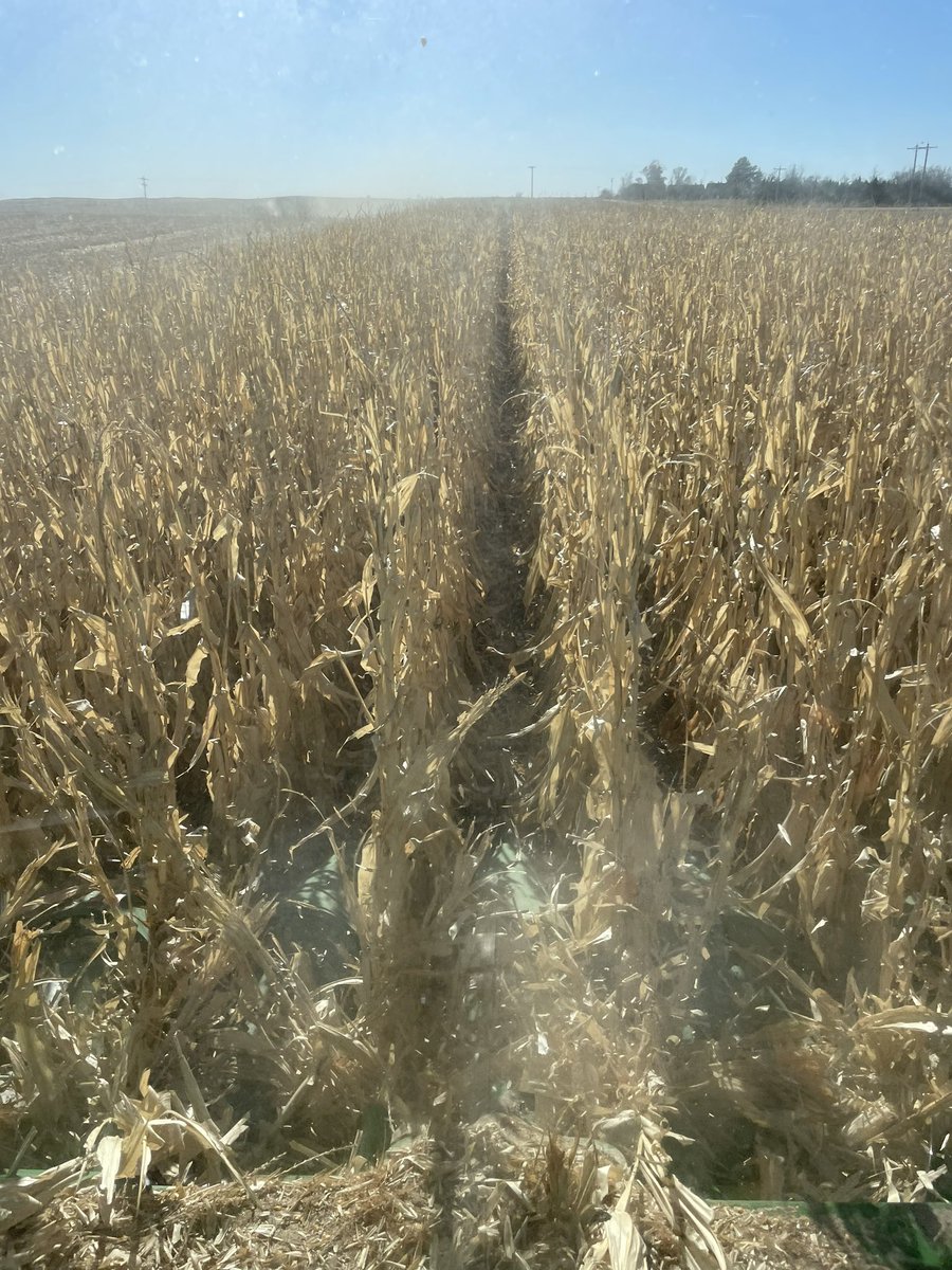 hansonfarms's tweet photo. Last pass for the year. P1185Q stood until the very end. @PioneerSeeds https://t.co/qUM9r50syE