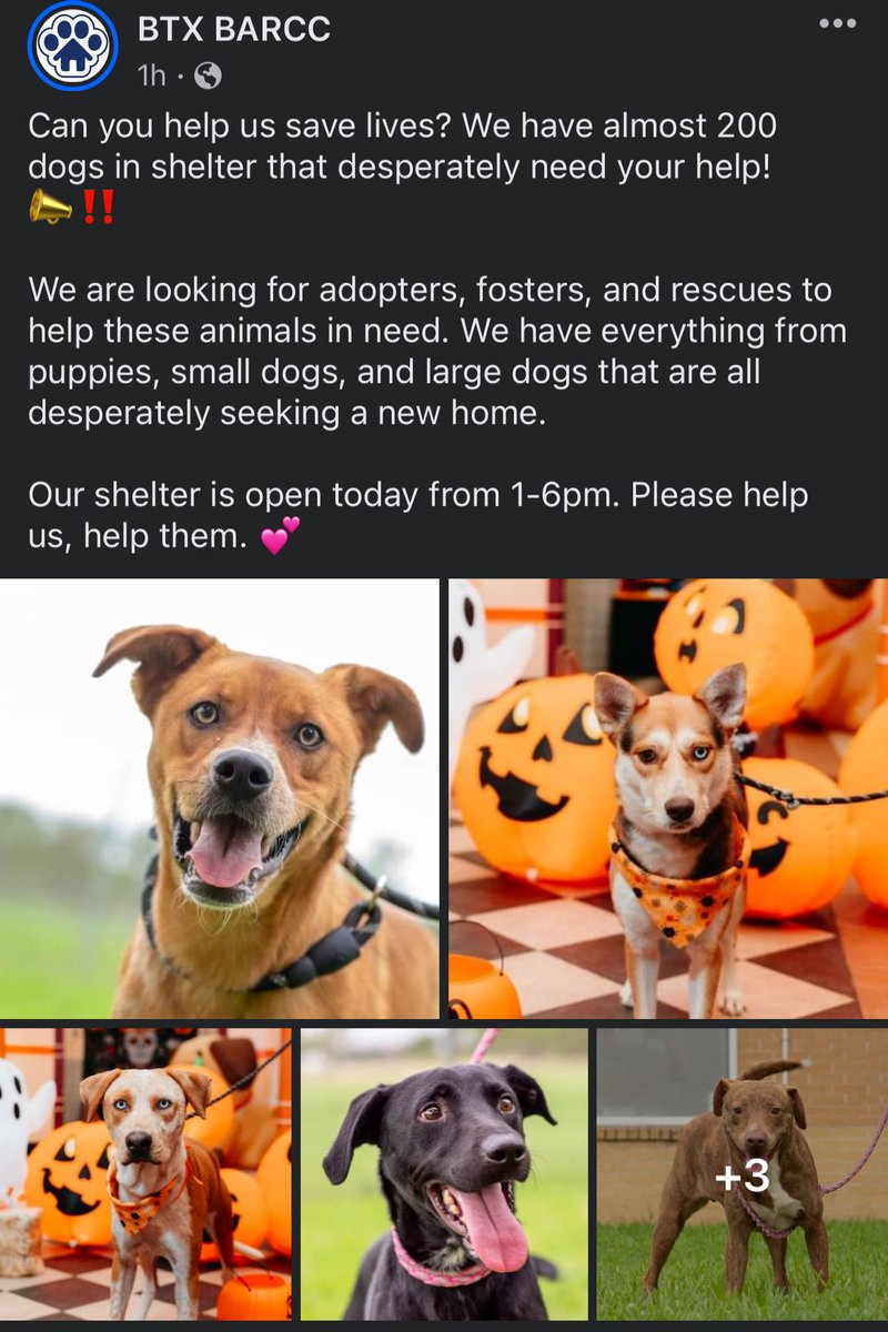 Dubs4Mutts's tweet photo. #k9hour
✨#AdoptDontShop
Save lives! 🙏🏽
#Brownsville #Olmito #Texas✨
⚠️ Shelter is FULL ‼️
Can you foster? #FostersSaveLives
See lots of the 🐶 looking for a forever 🏡♥️ on Facebook. Shelter’s site: https://t.co/XpXmsJV5xw https://t.co/6MR3uzj4zR