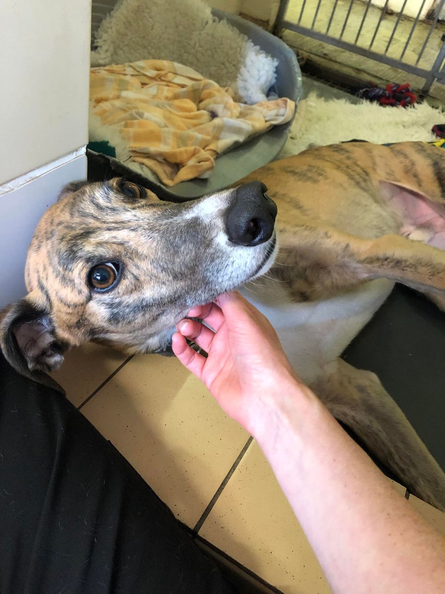 Please retweet to help Ty find a home #CHESHIRE #UK Super friendly Greyhound aged 4. He loves a walk and a snooze. He can live with another dog and children aged 13+. This shelter is open on the weekend for public viewings, no appointment needed. DETAILS or APPLY 👇